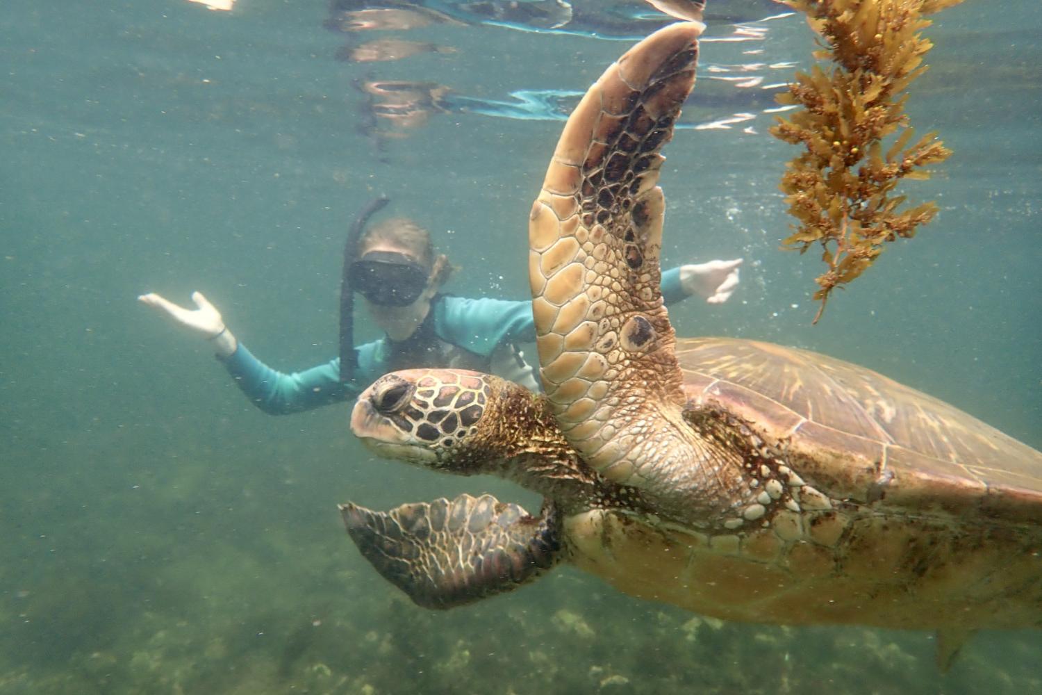 一名<a href='http://swvw.ngskmc-eis.net'>bv伟德ios下载</a>学生在Galápagos群岛游学途中与一只巨龟游泳.